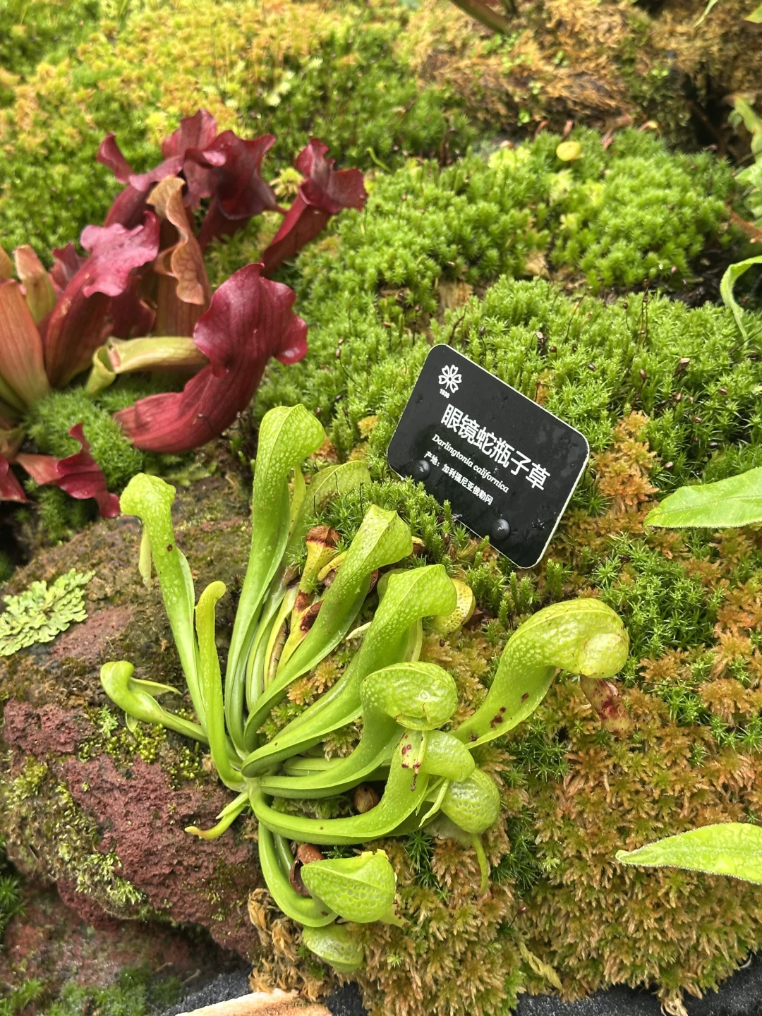 🌳昆明植物园扶荔宫 |昆明旅游必来景点❗