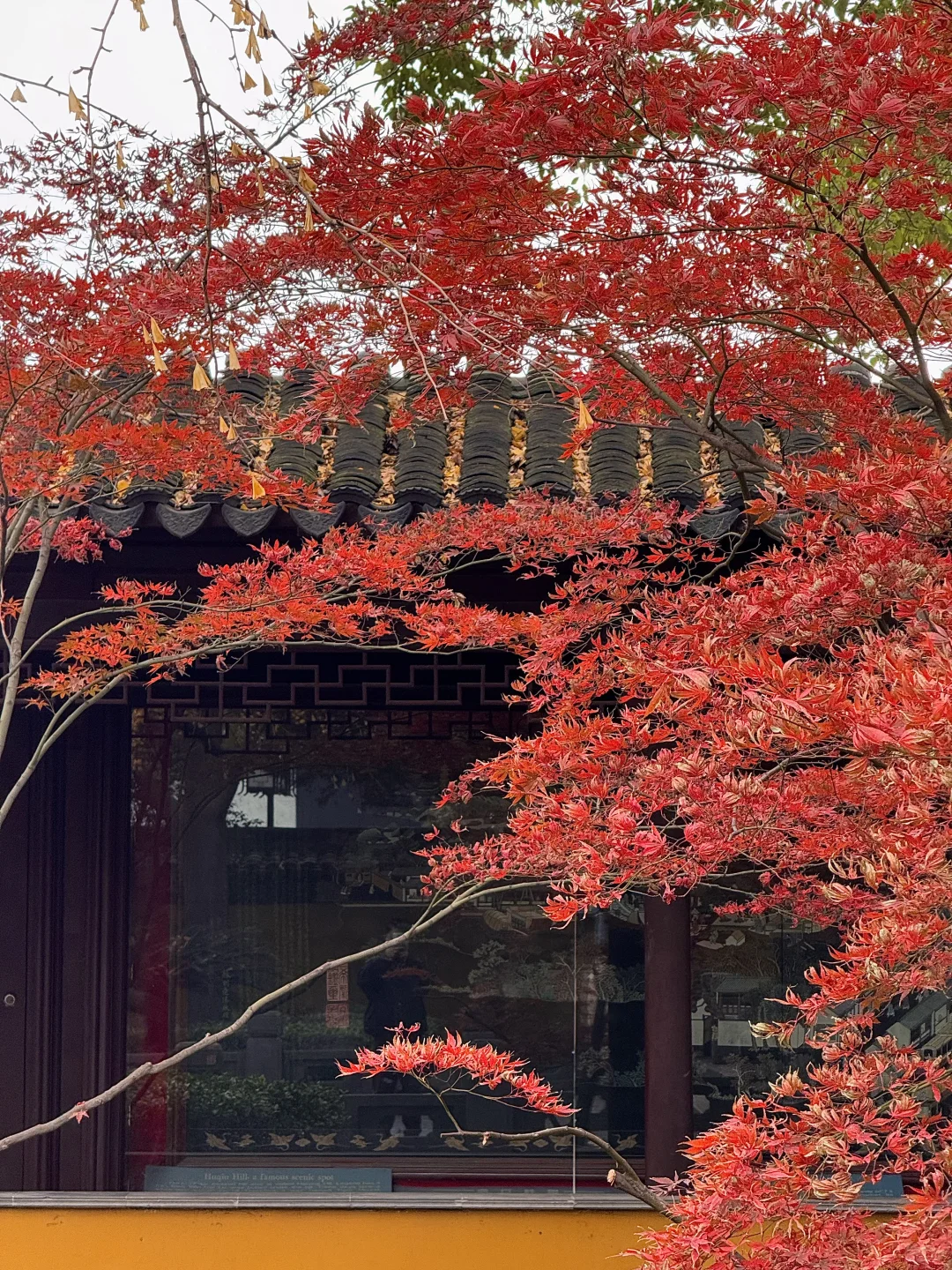 可惜你不来苏州❗️不知姑苏得秋天有多震撼