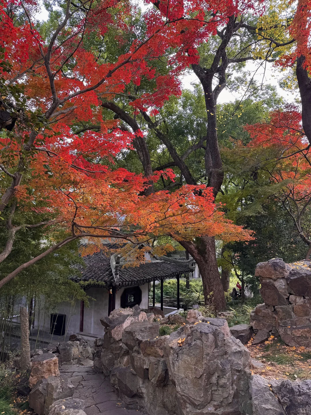 可惜你不来苏州❗️不知姑苏得秋天有多震撼