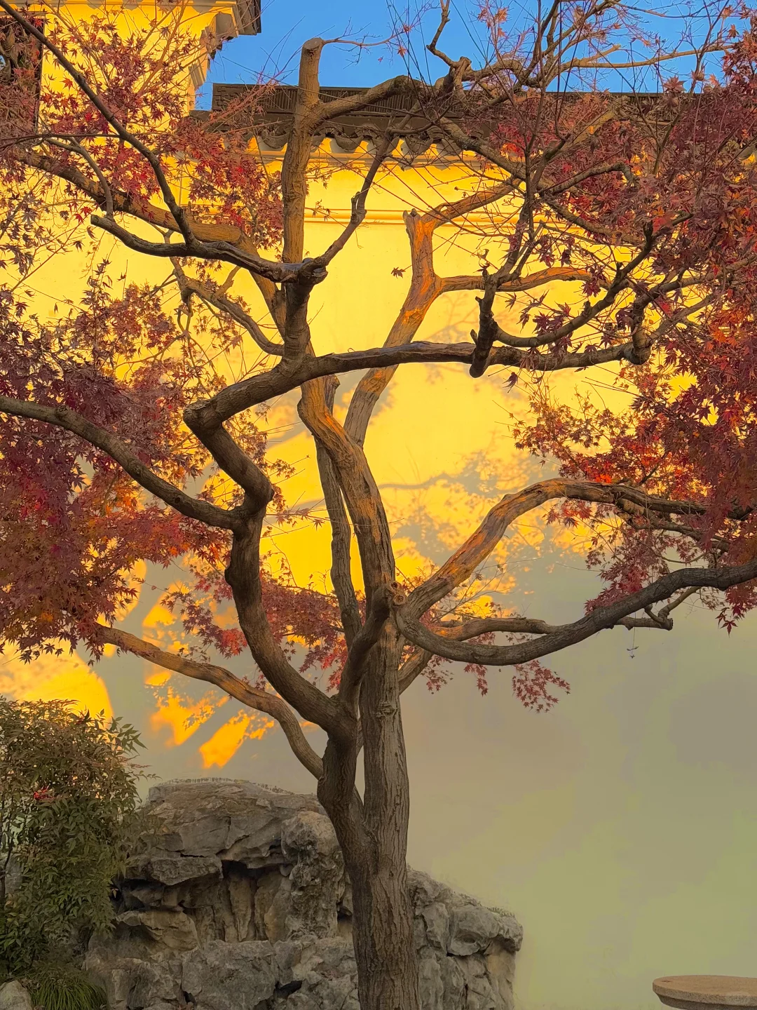 可惜你不来苏州❗️不知姑苏得秋天有多震撼