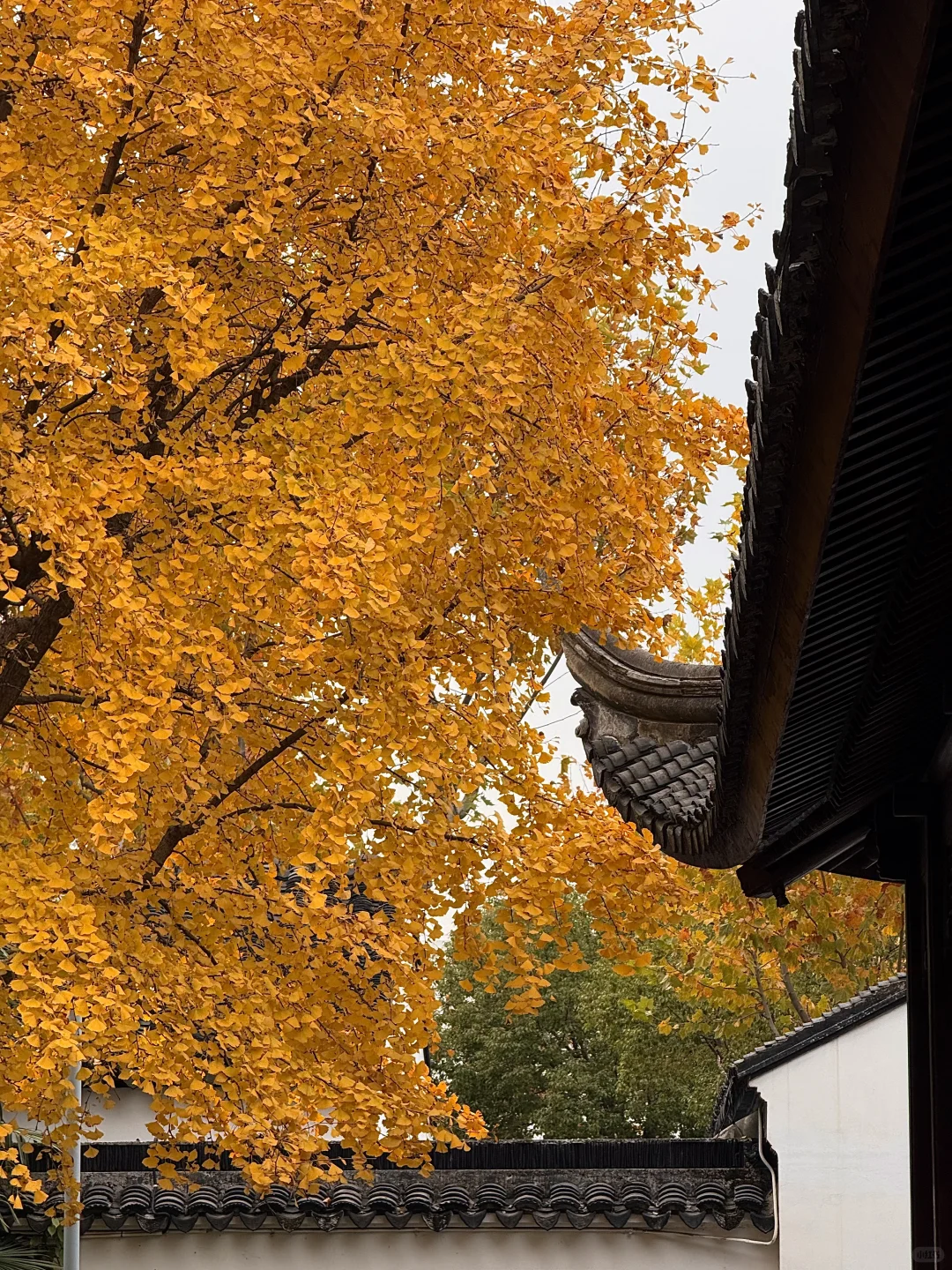 可惜你不来苏州❗️不知姑苏得秋天有多震撼