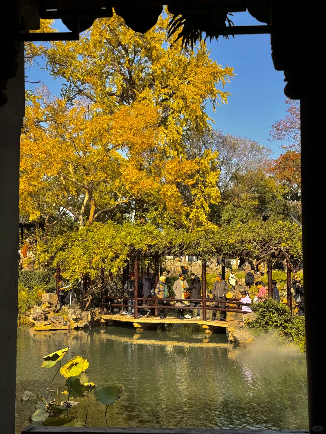 可惜你不来苏州❗️不知姑苏得秋天有多震撼