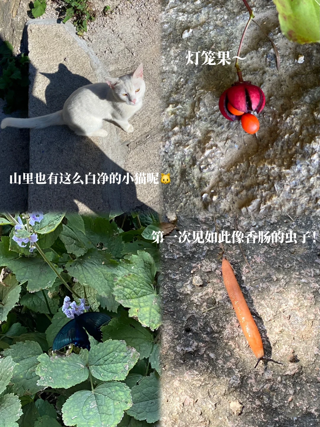 倘若来青岛崂山！那我一定推荐巨峰景区⛰️