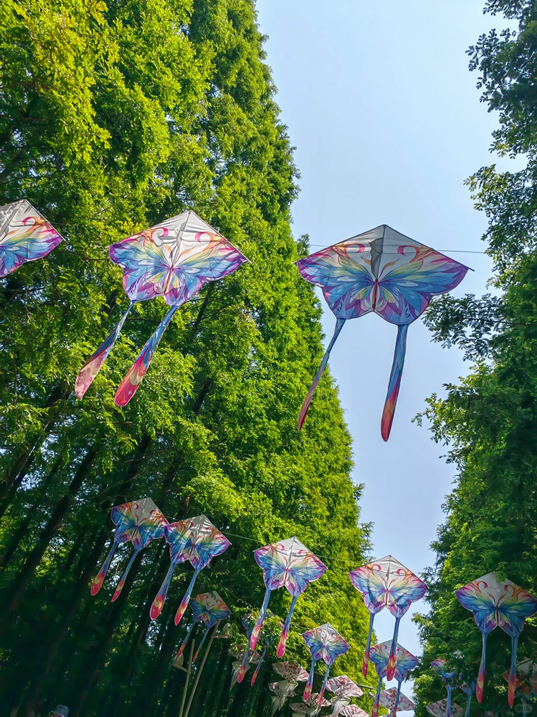 不接受反驳,国家森林公园是日照景点顶流!