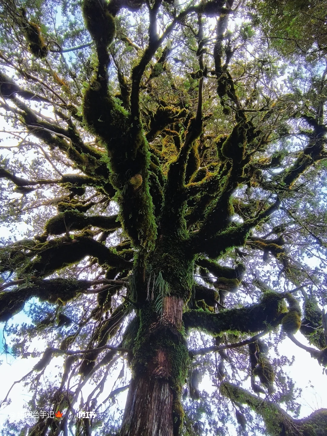 北岛著名景点🔥精灵森林