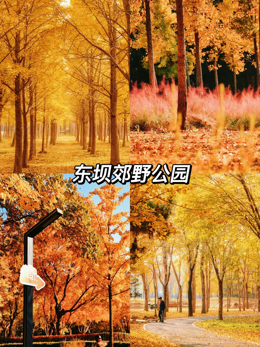 北京秋天一定要去的8️⃣个地方!