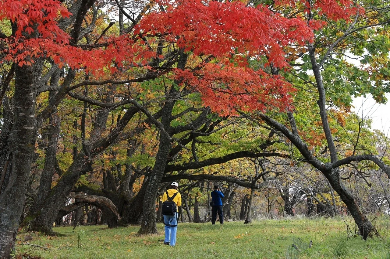 安利国庆赏秋超迷人的旅行地|必打卡景点