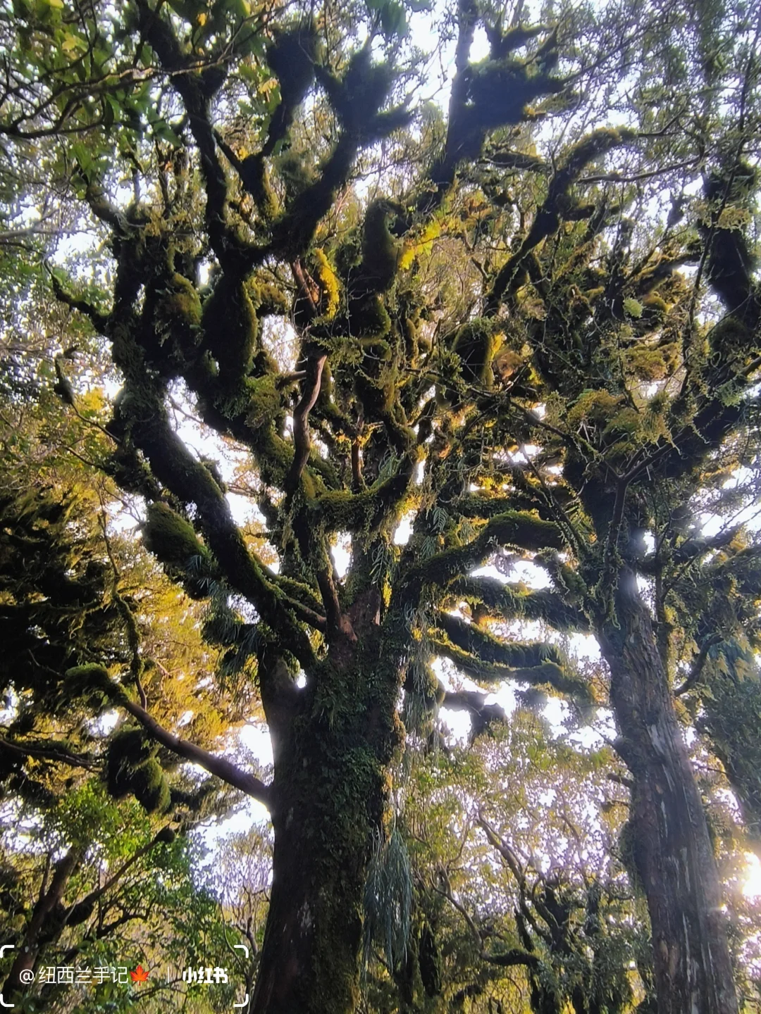 北岛著名景点🔥精灵森林
