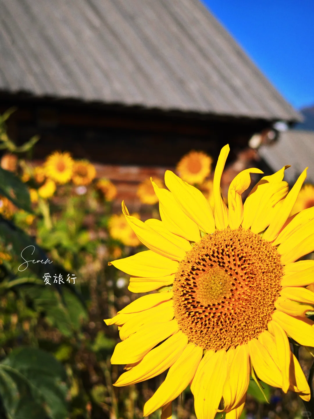建议收藏❗ | 禾木风景区游玩攻略📚