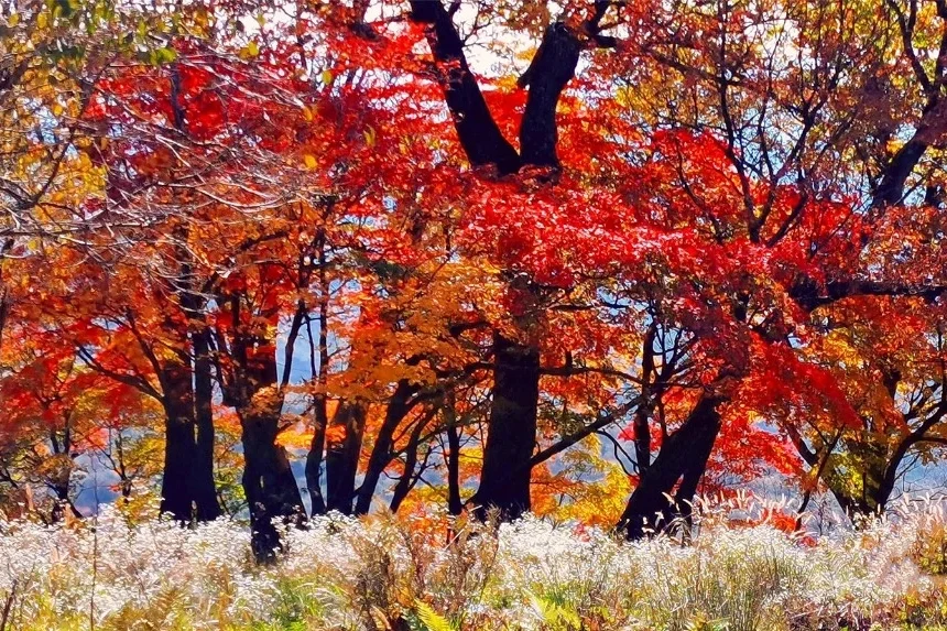 安利国庆赏秋超迷人的旅行地|必打卡景点