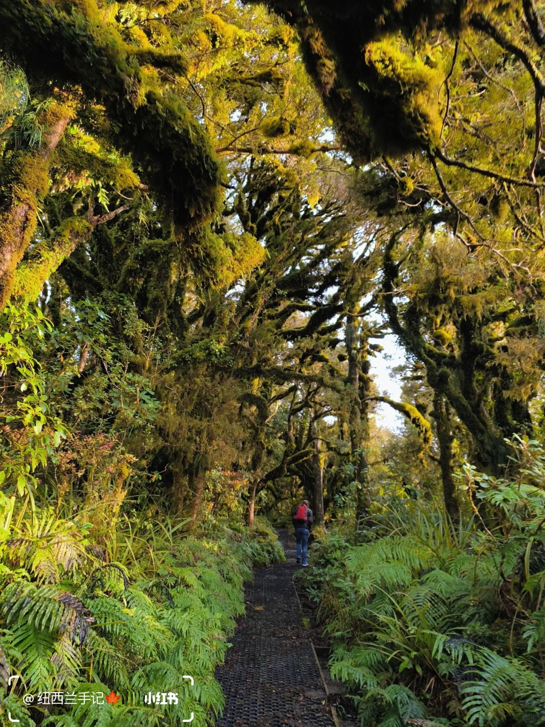 北岛著名景点🔥精灵森林