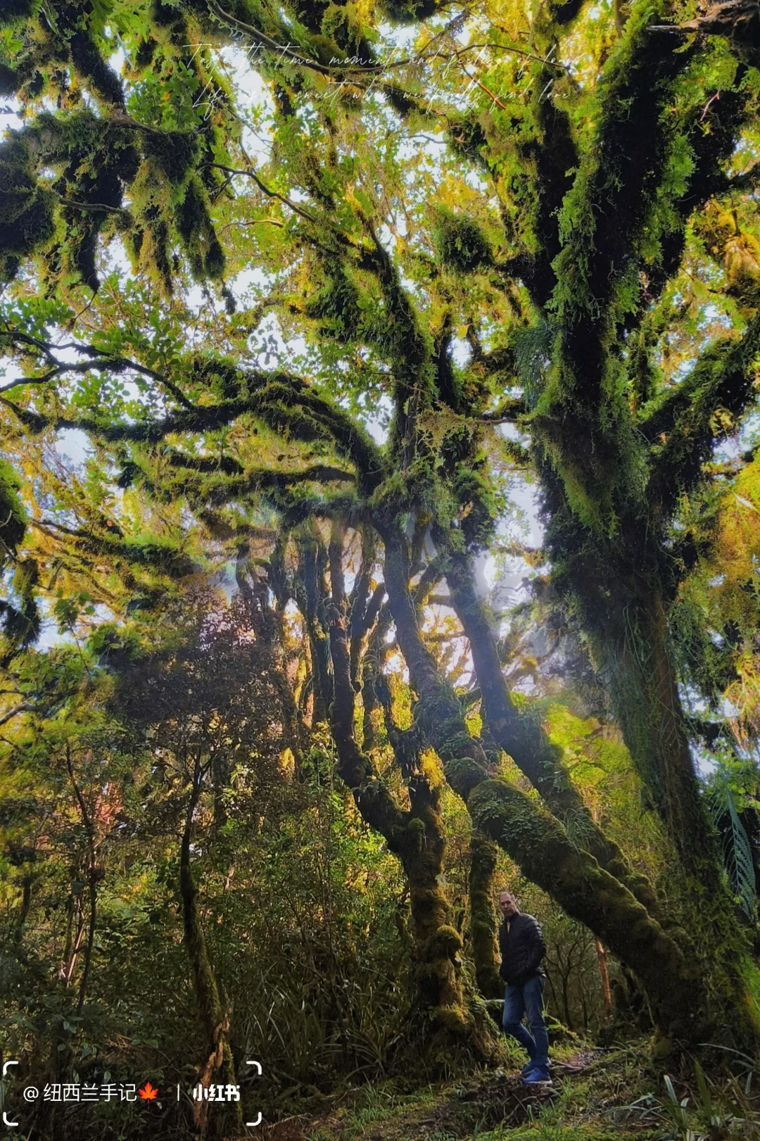北岛著名景点🔥精灵森林