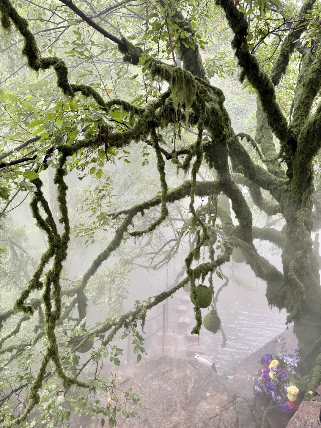 河北版绿野仙踪🌳