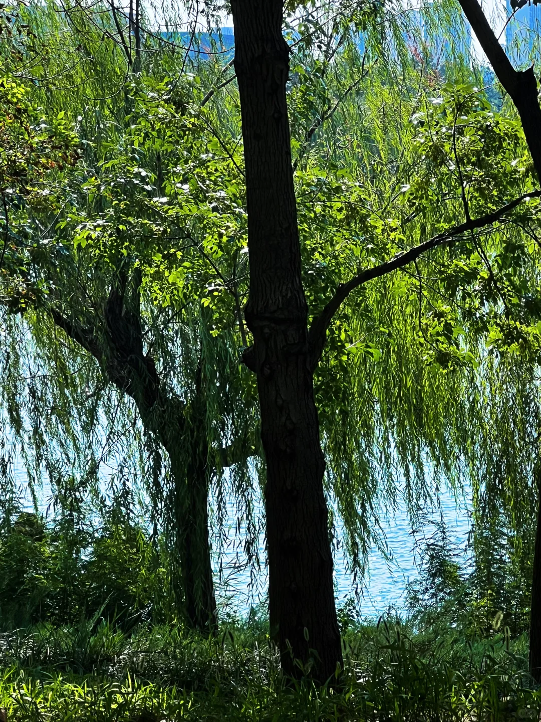 衡水小青岛 ｜晴天超出片