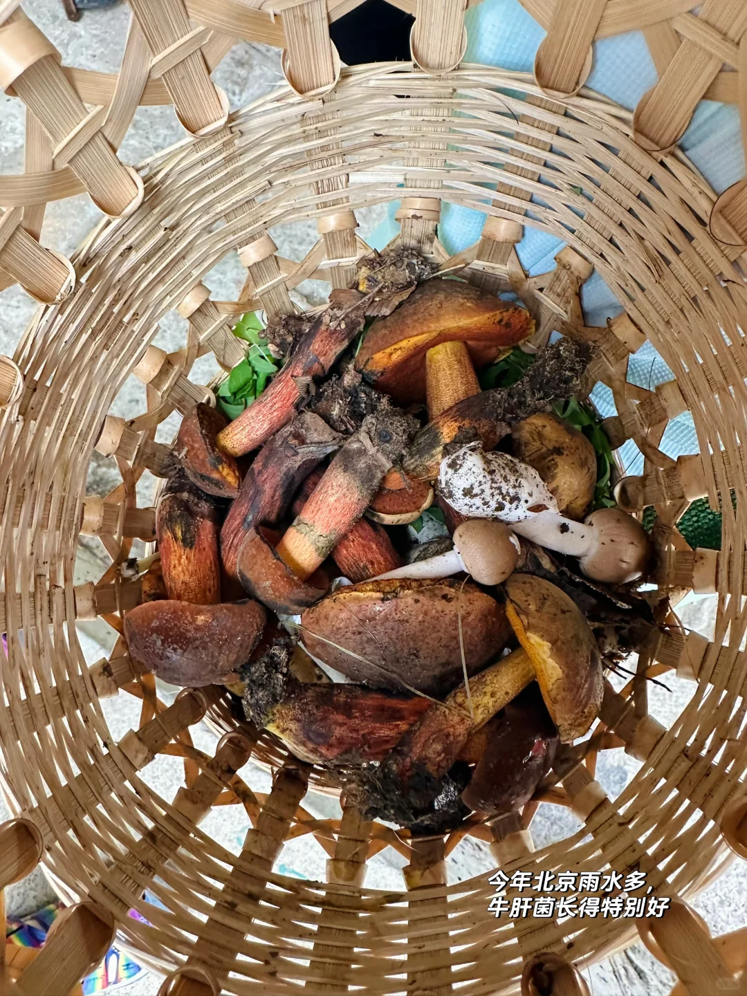 京郊低幼溯溪徒步‼️玩水捞鱼采蘑菇🍄🟫爽