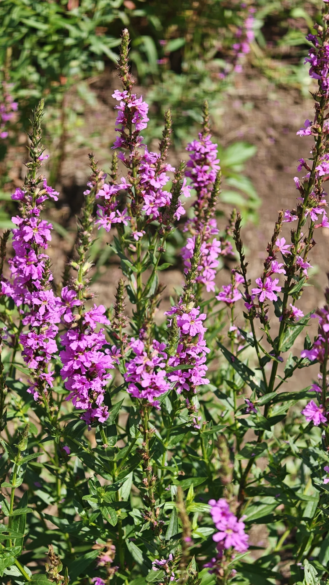 长白山北坡二道白河九月自由行旅游玩攻略