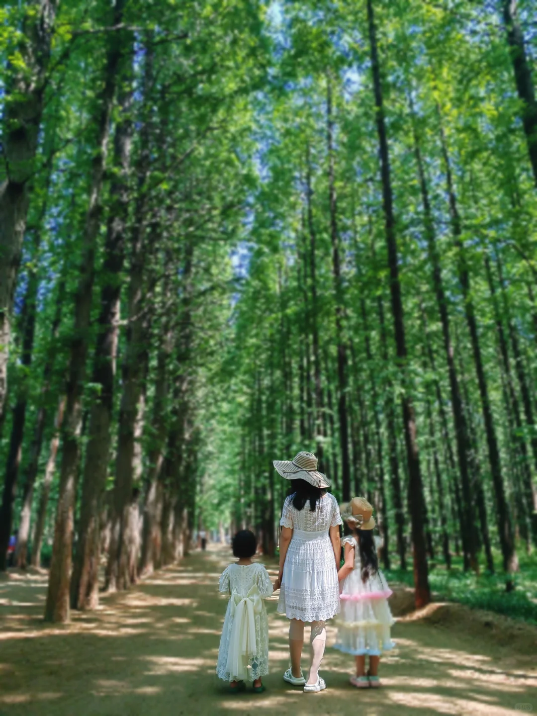 不接受反驳,国家森林公园是日照景点顶流!