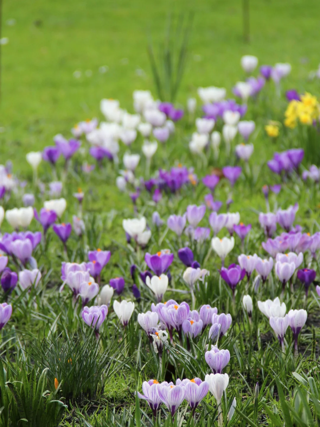 🇬🇧英国坎特伯雷｜误入“上帝的后花园