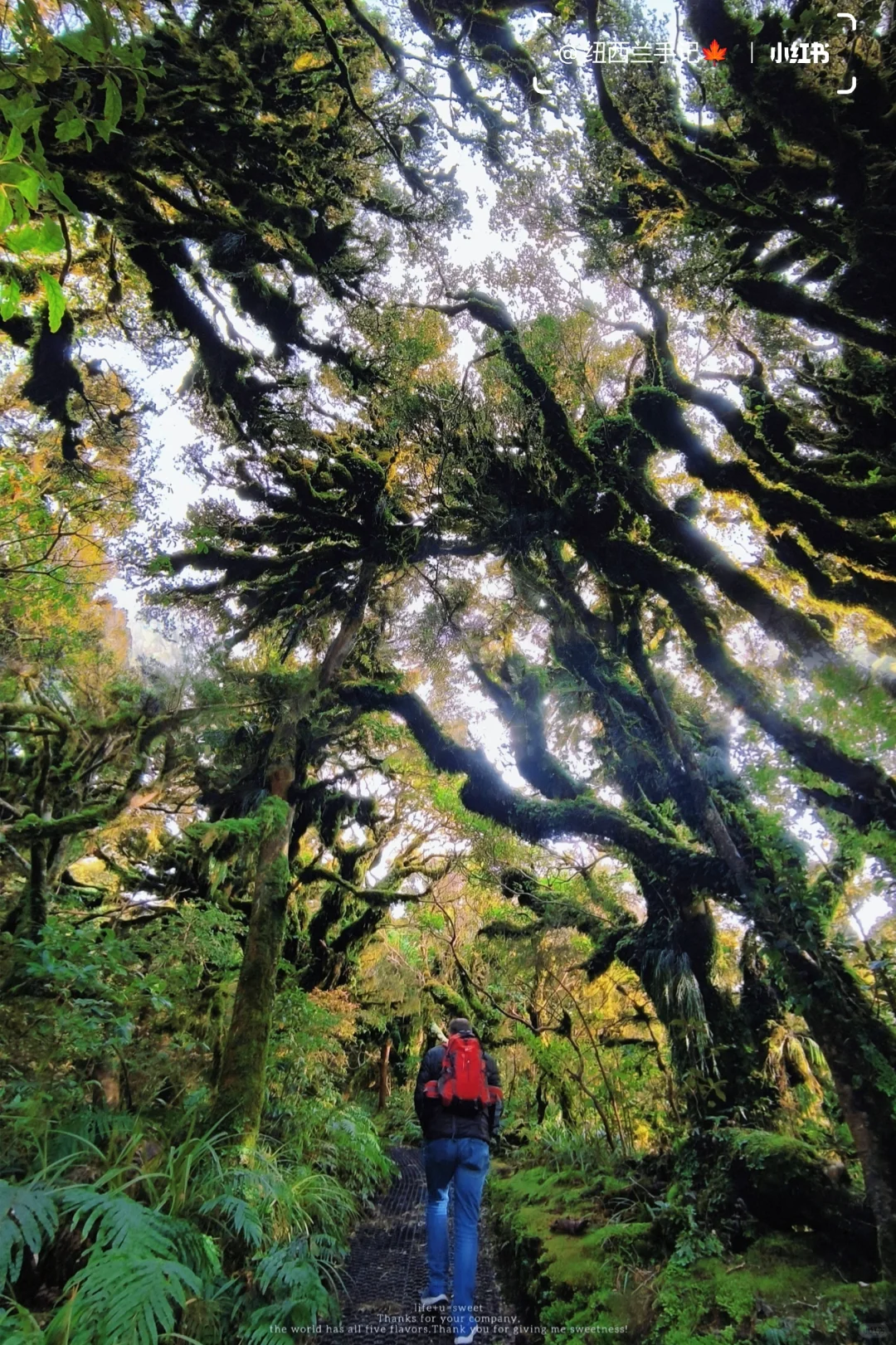北岛著名景点🔥精灵森林