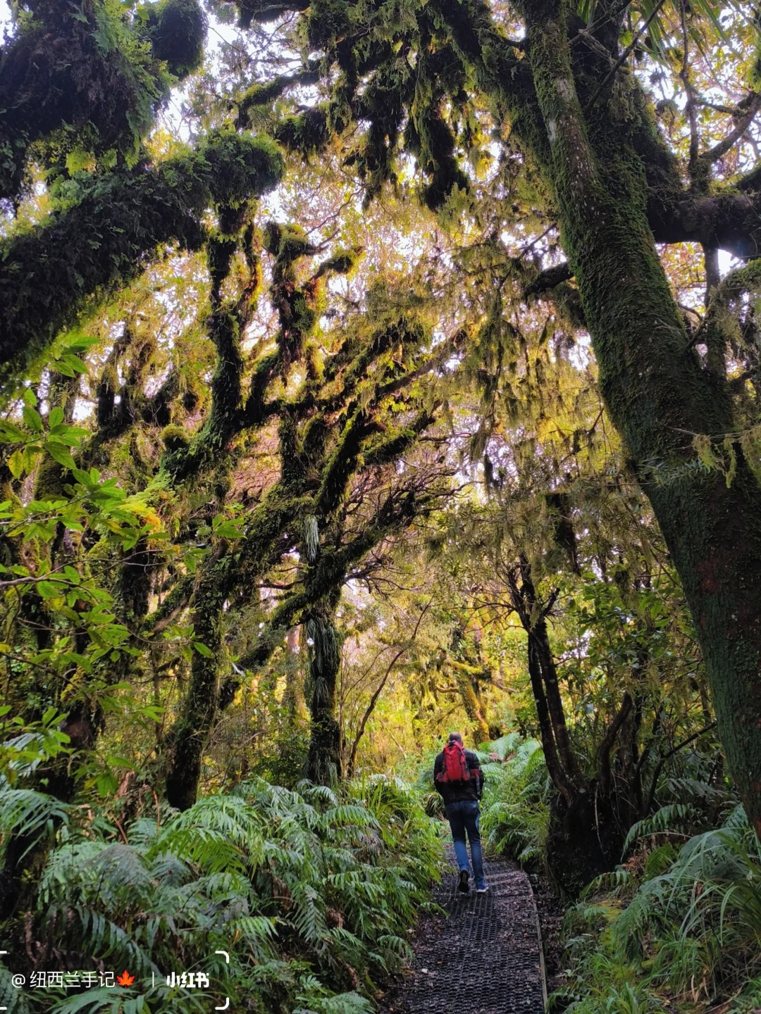 北岛著名景点🔥精灵森林