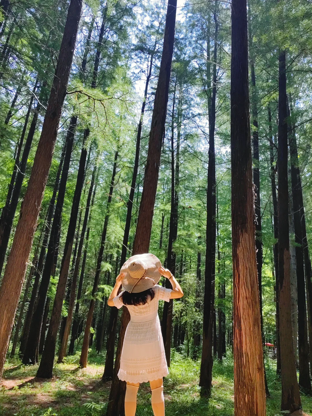 不接受反驳,国家森林公园是日照景点顶流!