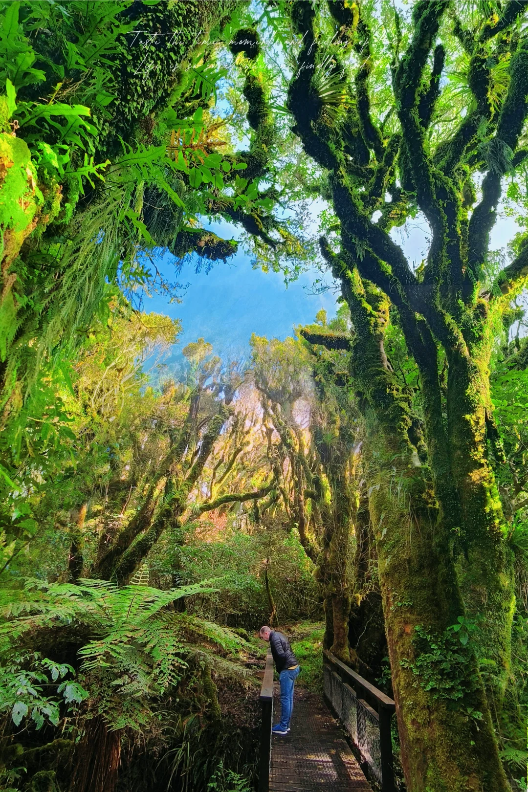 北岛著名景点🔥精灵森林