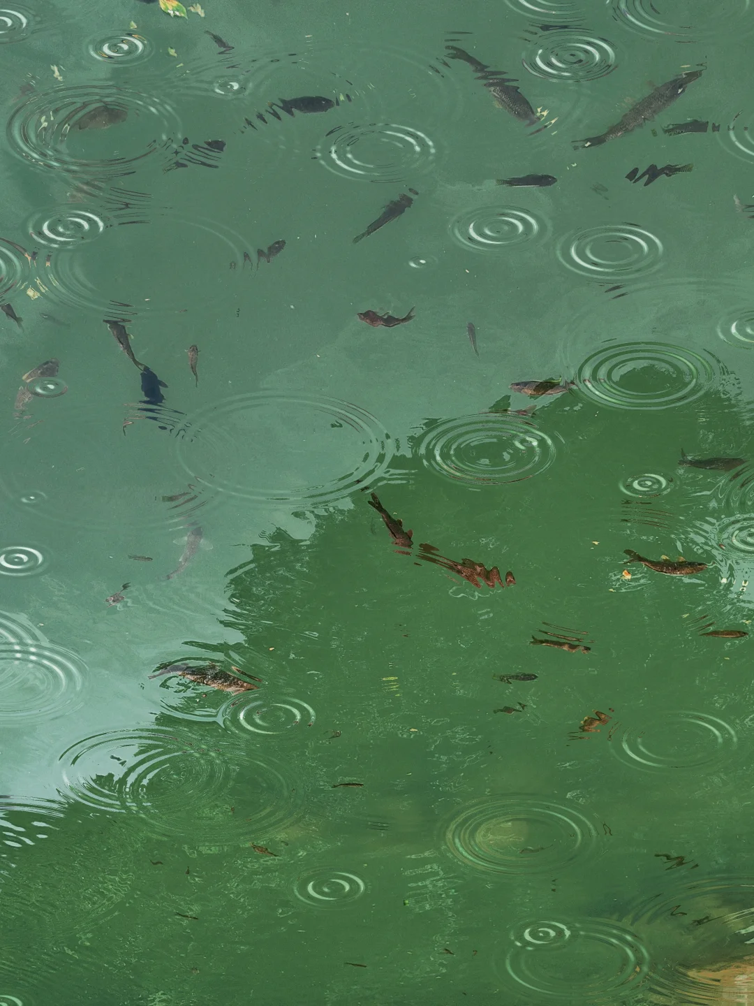 来柳州必去——龙潭公园🌲🌲