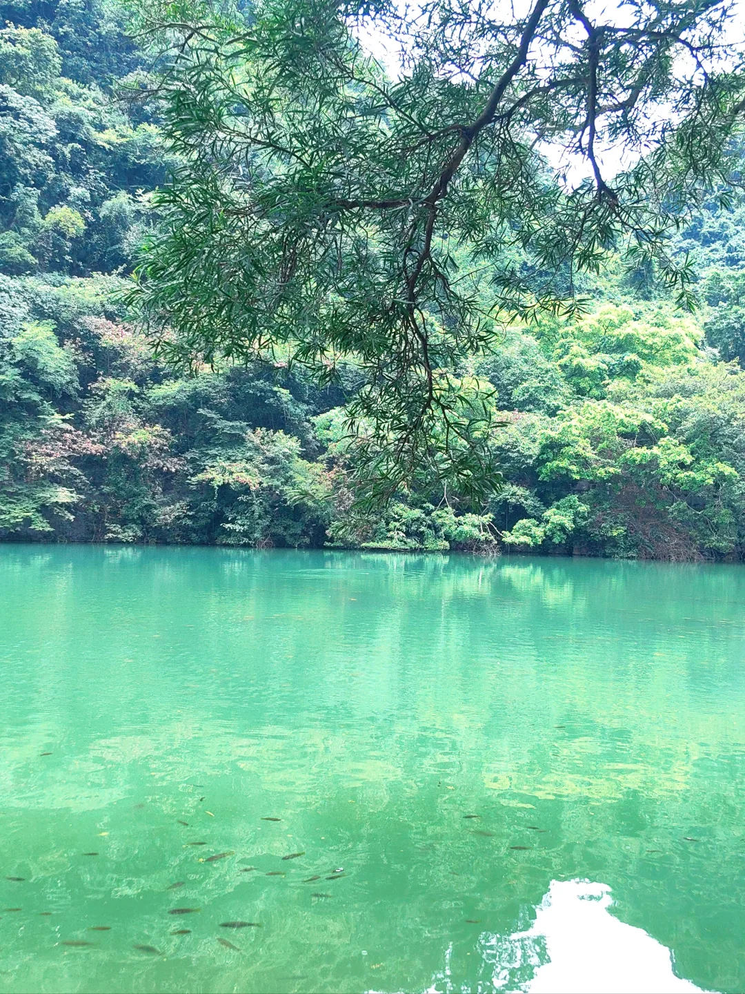 来柳州必去——龙潭公园🌲🌲