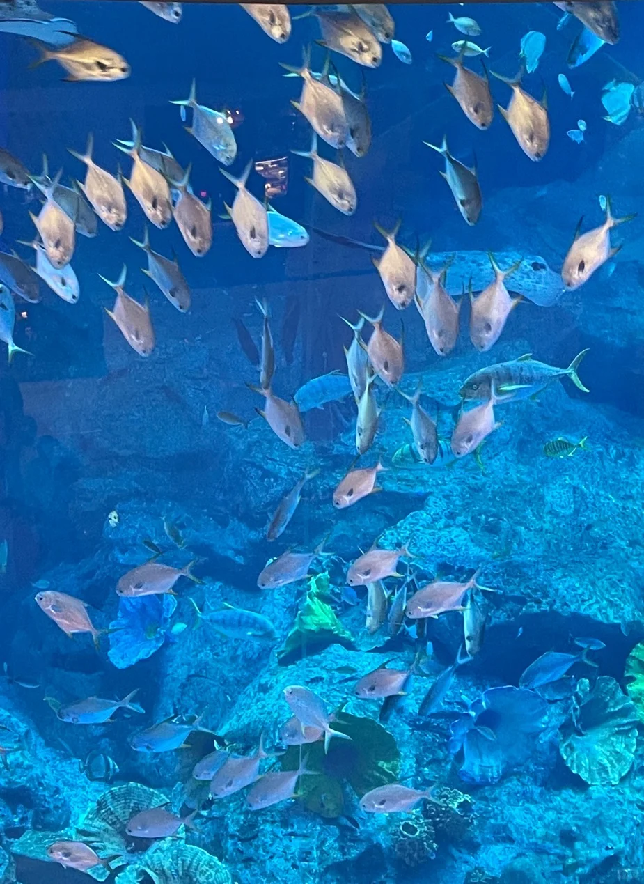 旅游攻略1️⃣第一次自行出国游-迪拜