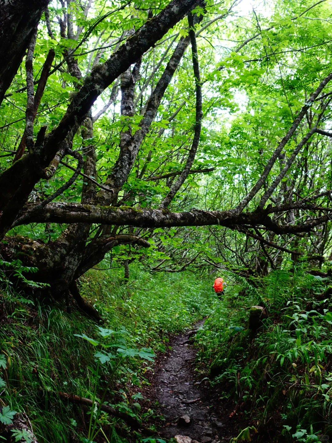 梅斯蒂亚|一个女生格鲁吉亚4300元20天旅行