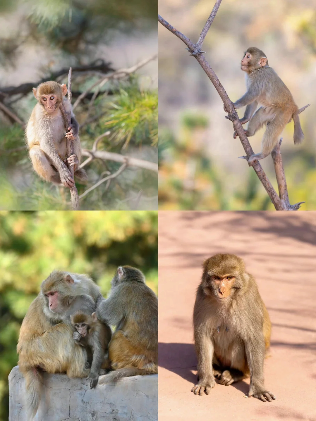 邯郸周边🌟一日游京娘湖踏春出游