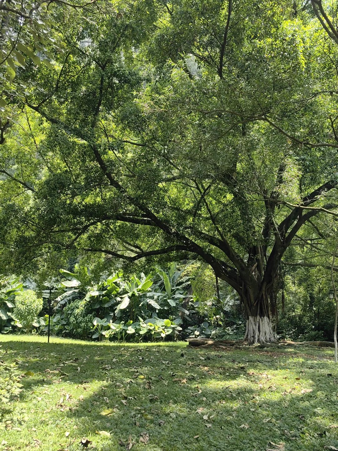 来柳州必去——龙潭公园🌲🌲