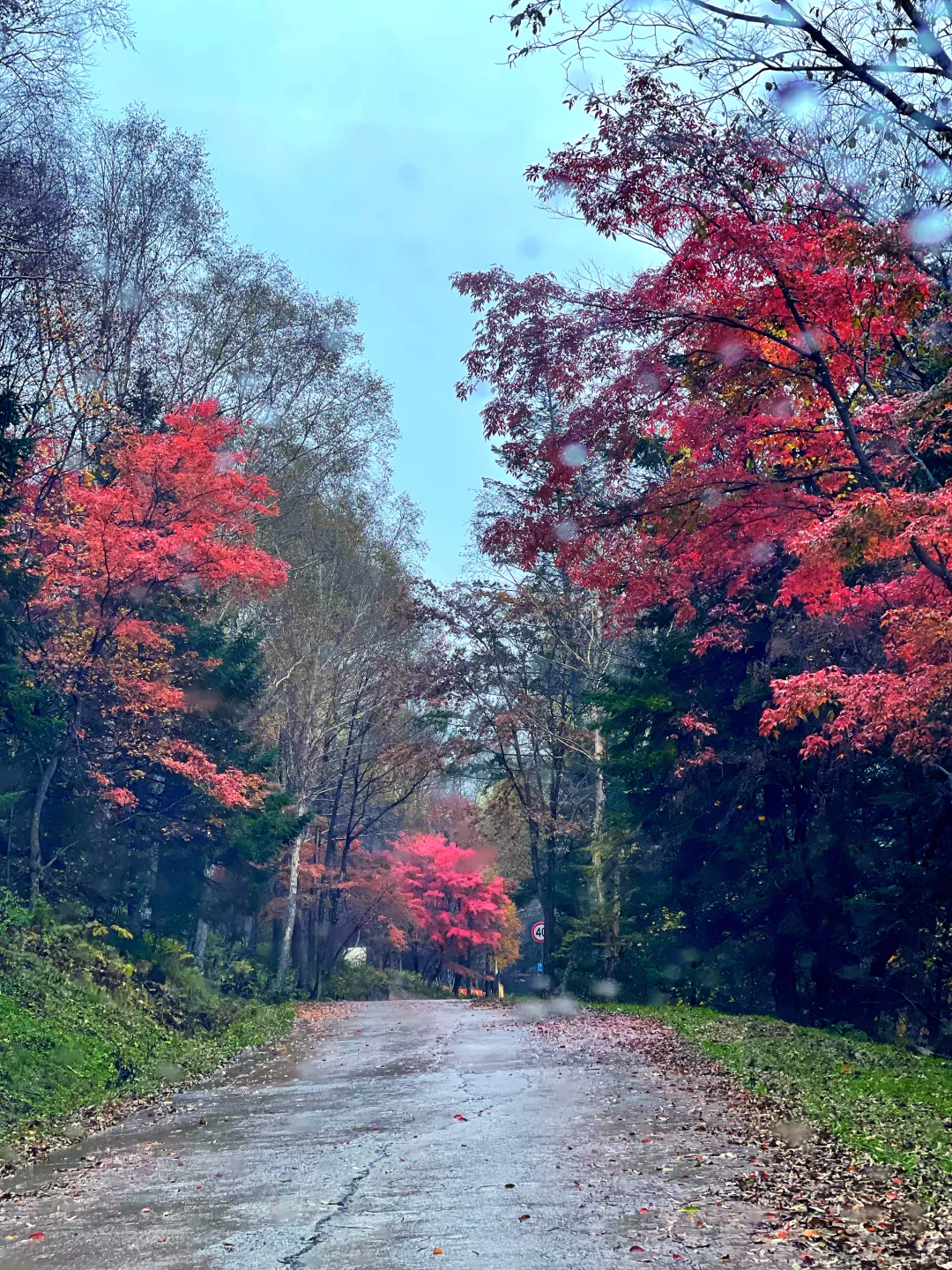 东北边陲小城，居然藏着祖国最美秋天！
