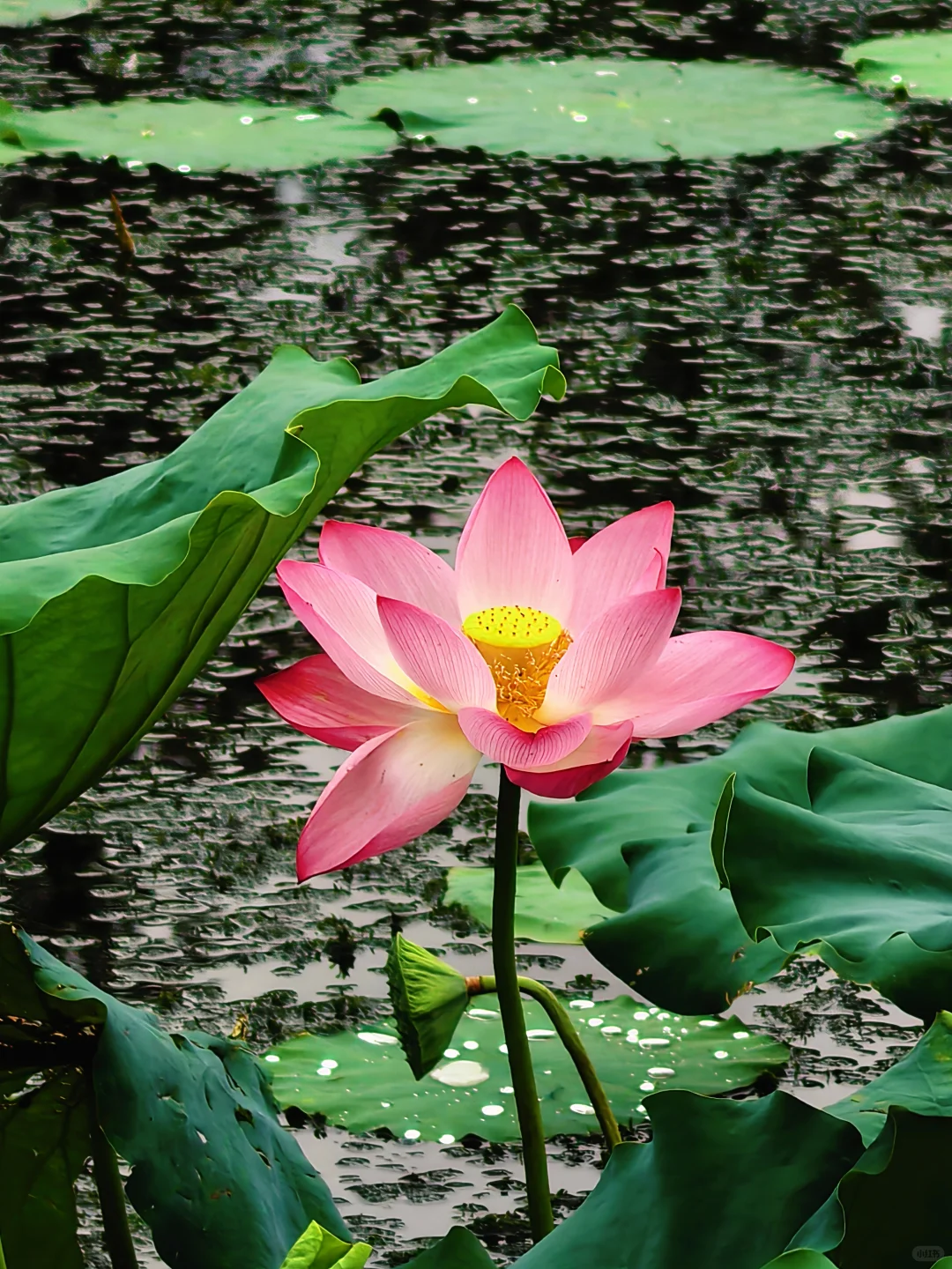 快来西湖看秋天的最后一池荷花～