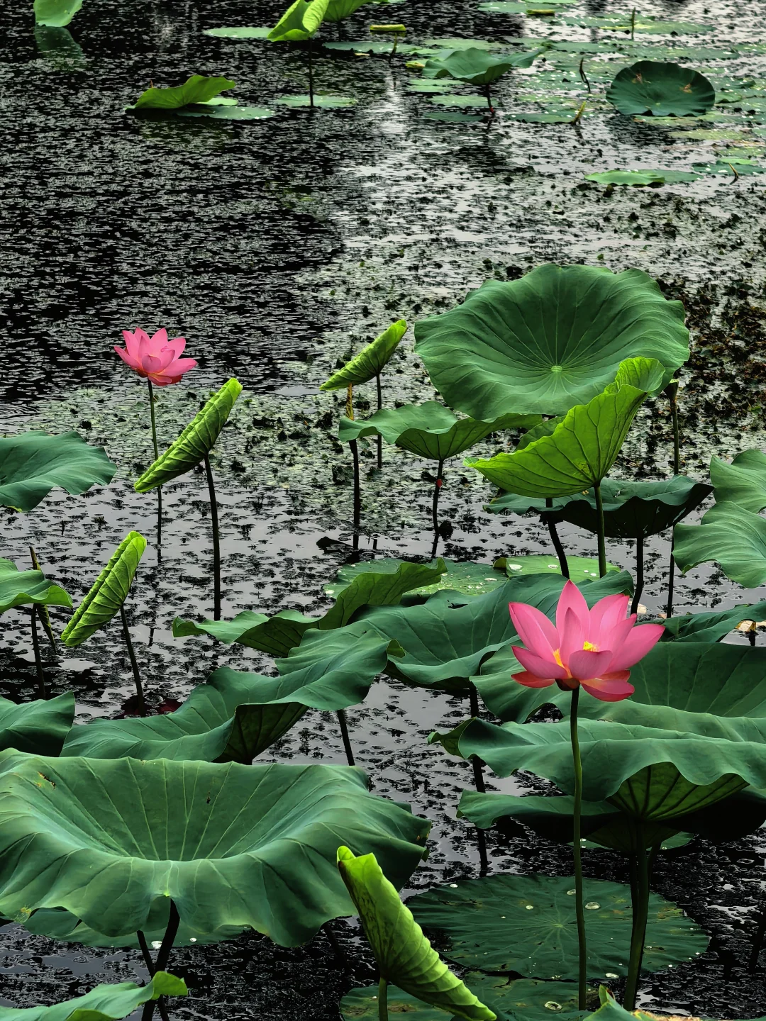 快来西湖看秋天的最后一池荷花～