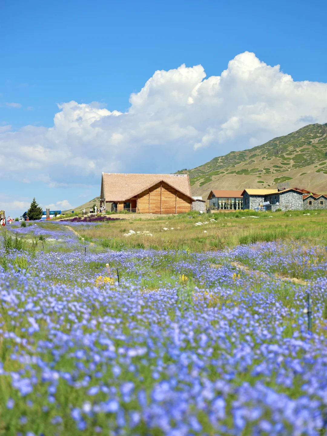 live｜新疆现实版旷野之息❗️