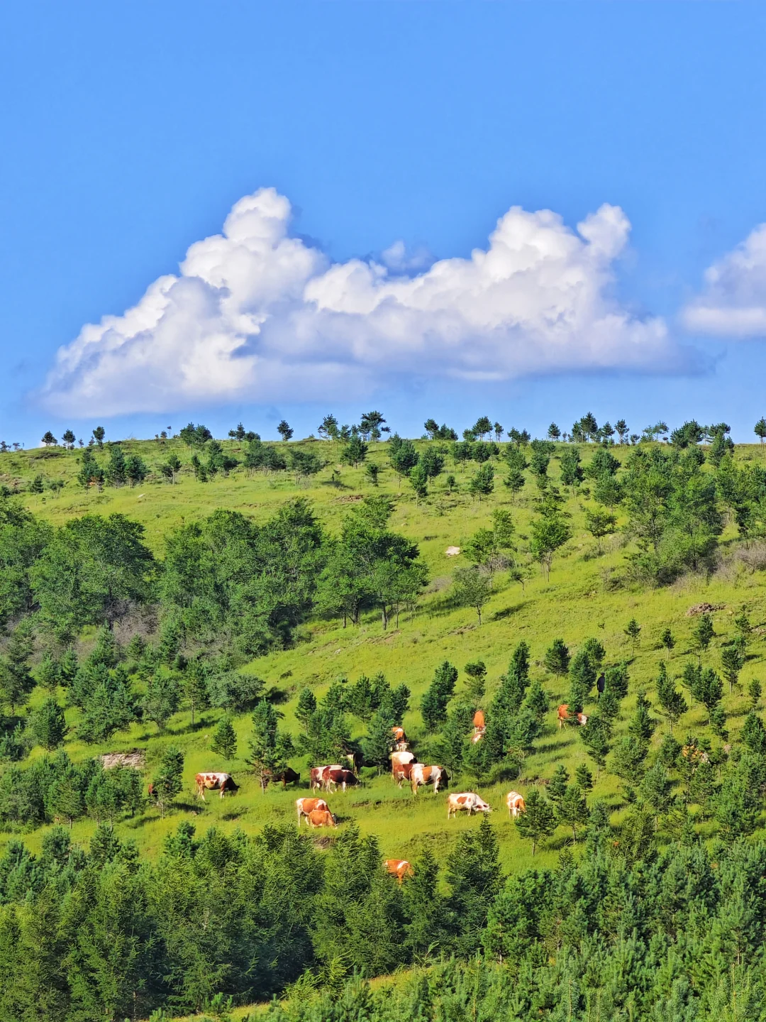 张北📍草原天路游玩儿现状