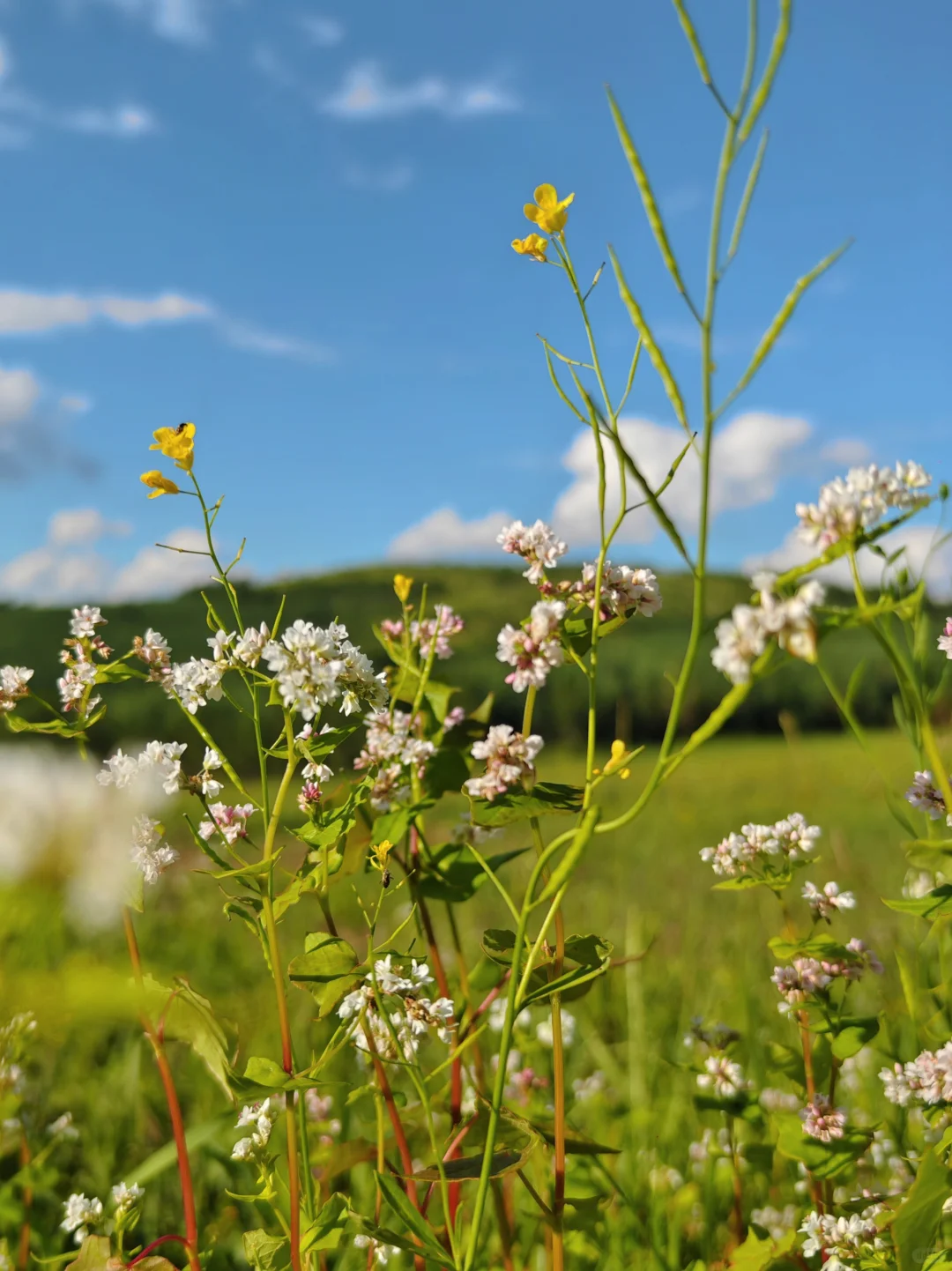 张北📍草原天路游玩儿现状