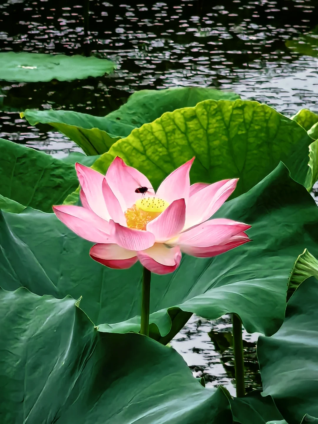 快来西湖看秋天的最后一池荷花～