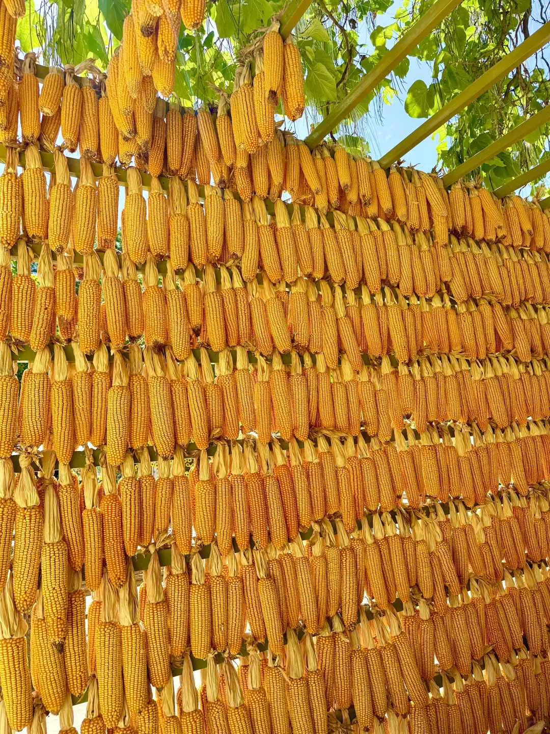 七步沟免门票啦！武安旅发必打卡秋日秘境✨