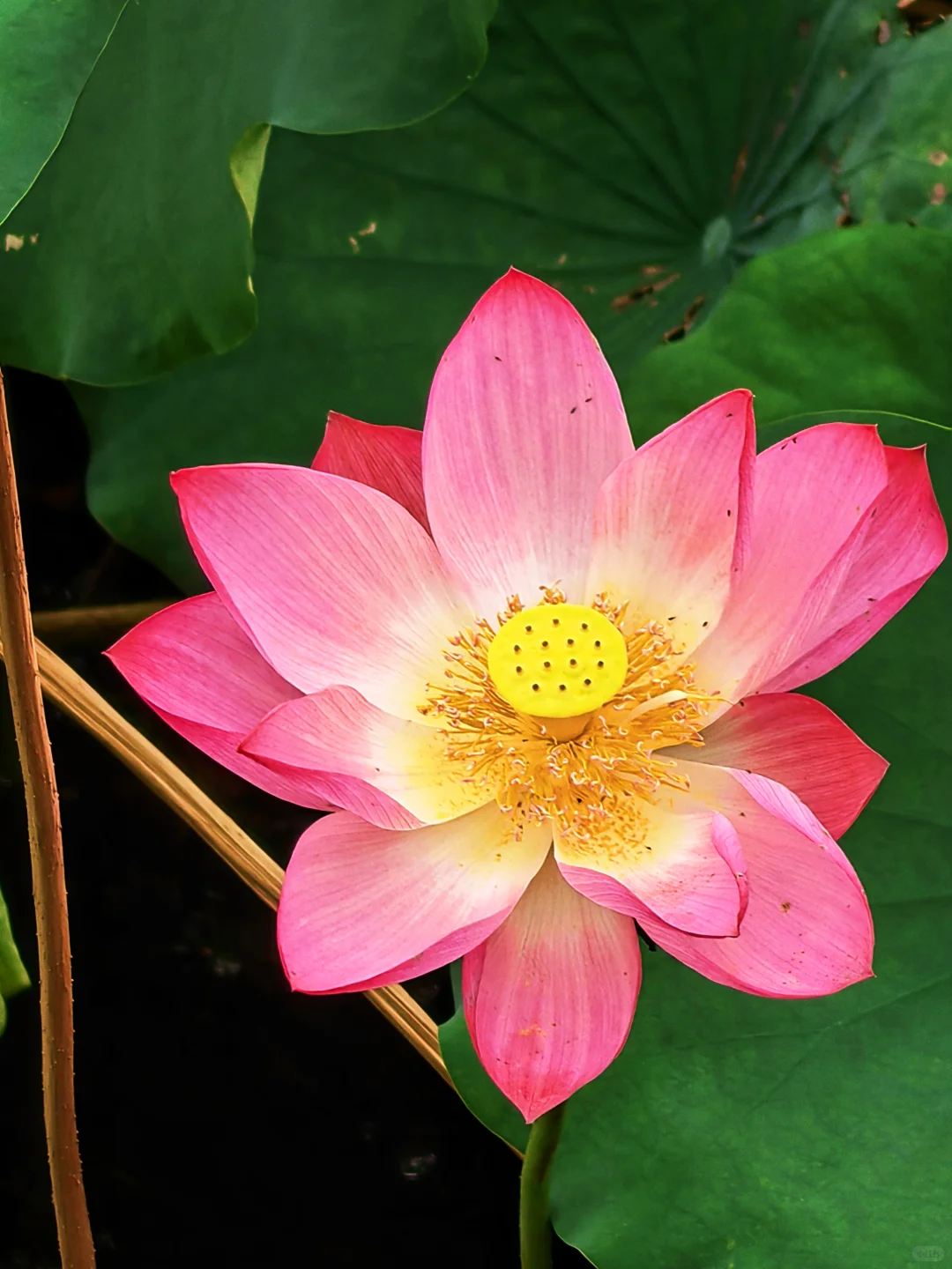 快来西湖看秋天的最后一池荷花～