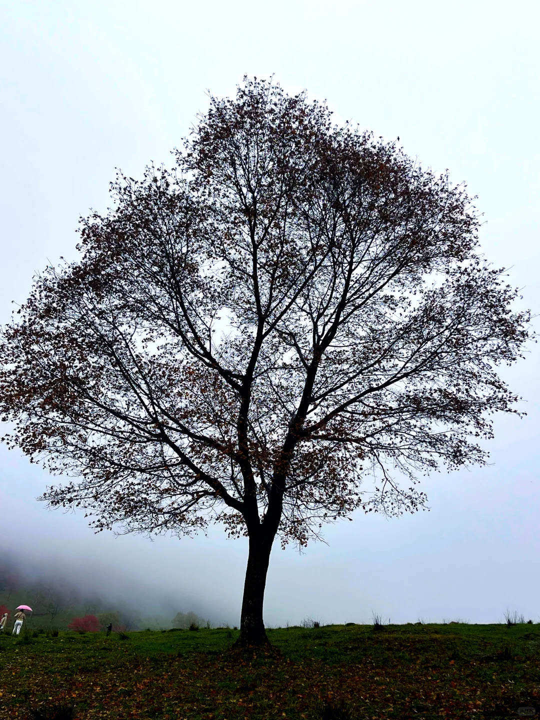 东北边陲小城，居然藏着祖国最美秋天！