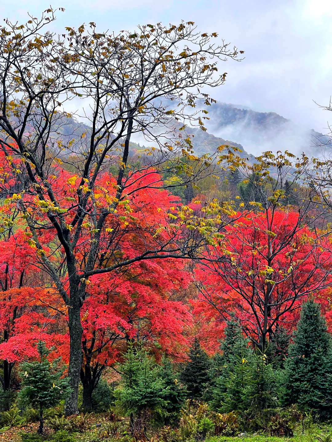 东北边陲小城，居然藏着祖国最美秋天！