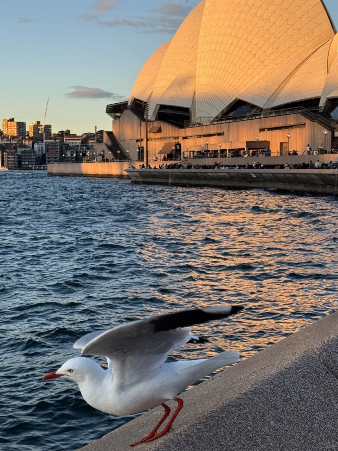 Winter in Sydney🇦🇺