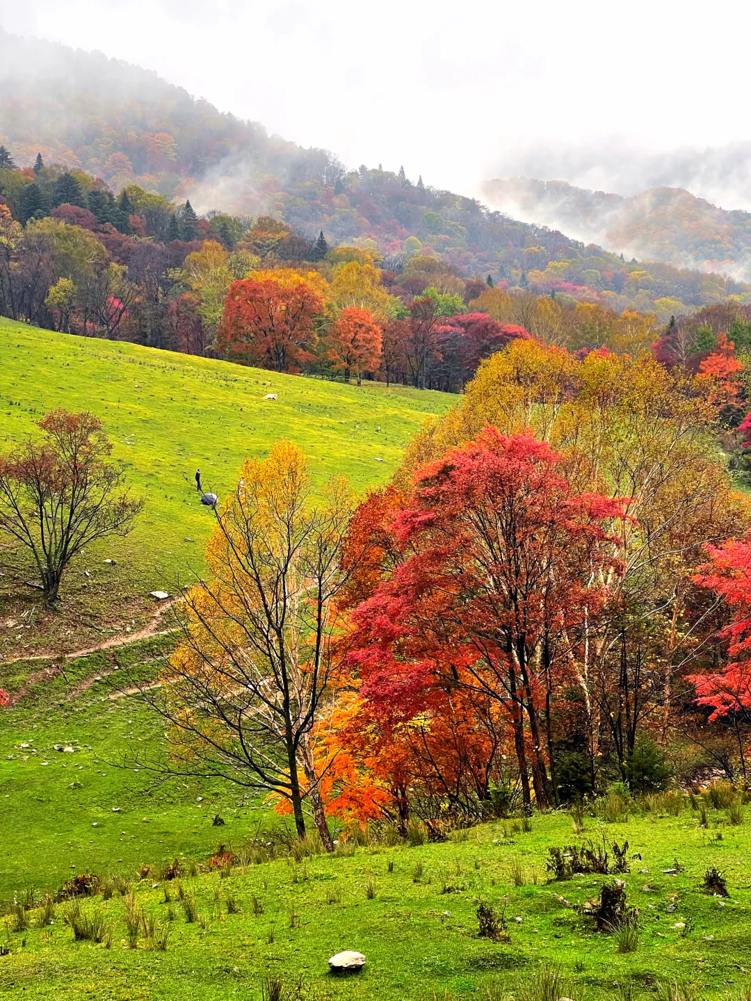 东北边陲小城，居然藏着祖国最美秋天！