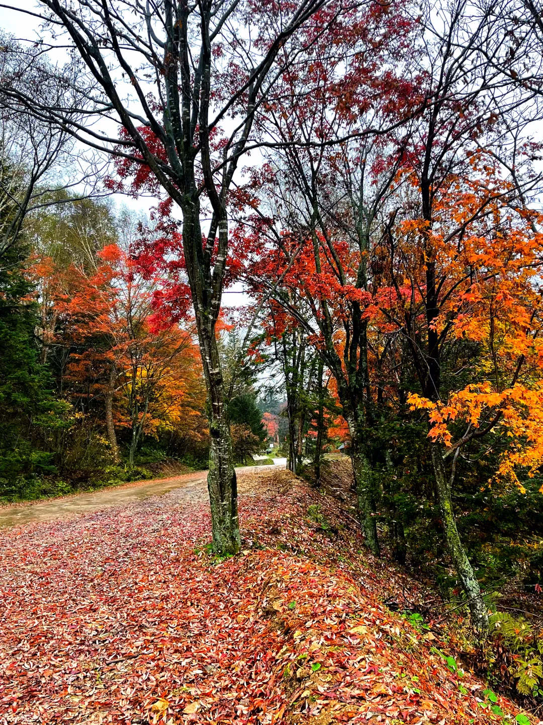 东北边陲小城，居然藏着祖国最美秋天！