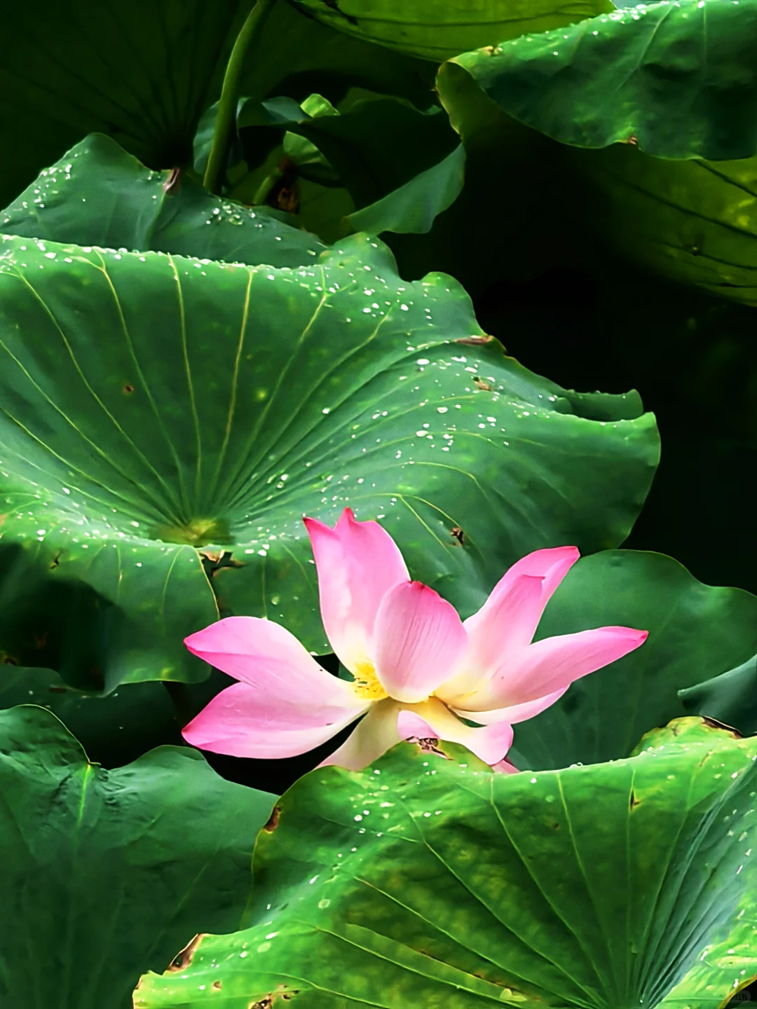 快来西湖看秋天的最后一池荷花～