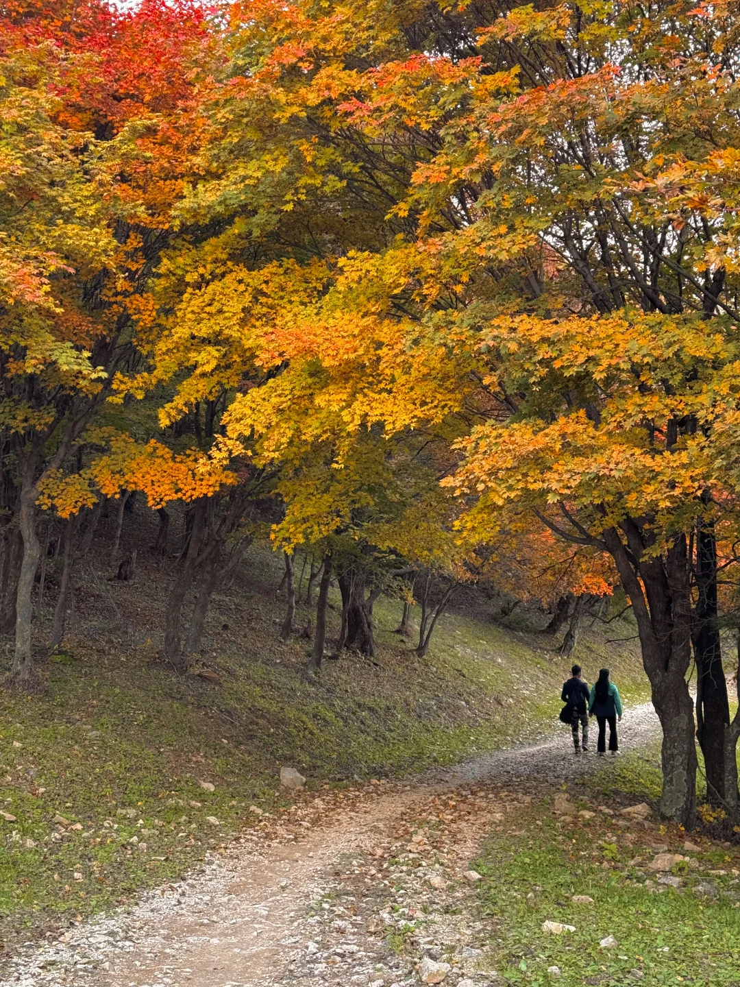 以为内蒙秋天已经够美了，直到我来了这里…