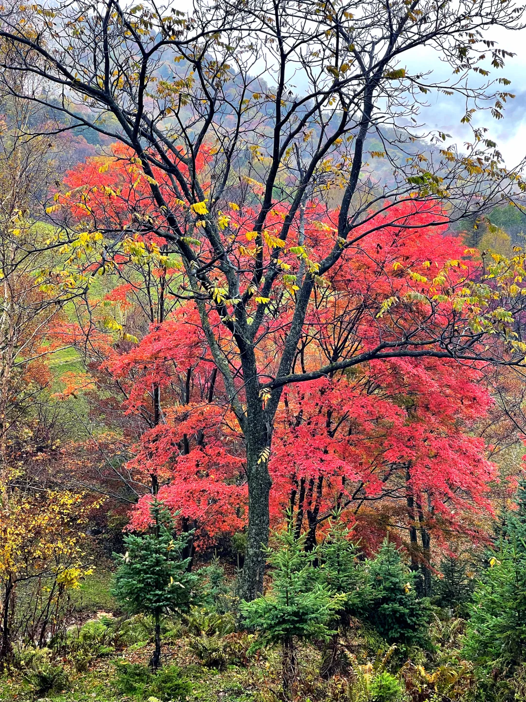 东北边陲小城，居然藏着祖国最美秋天！