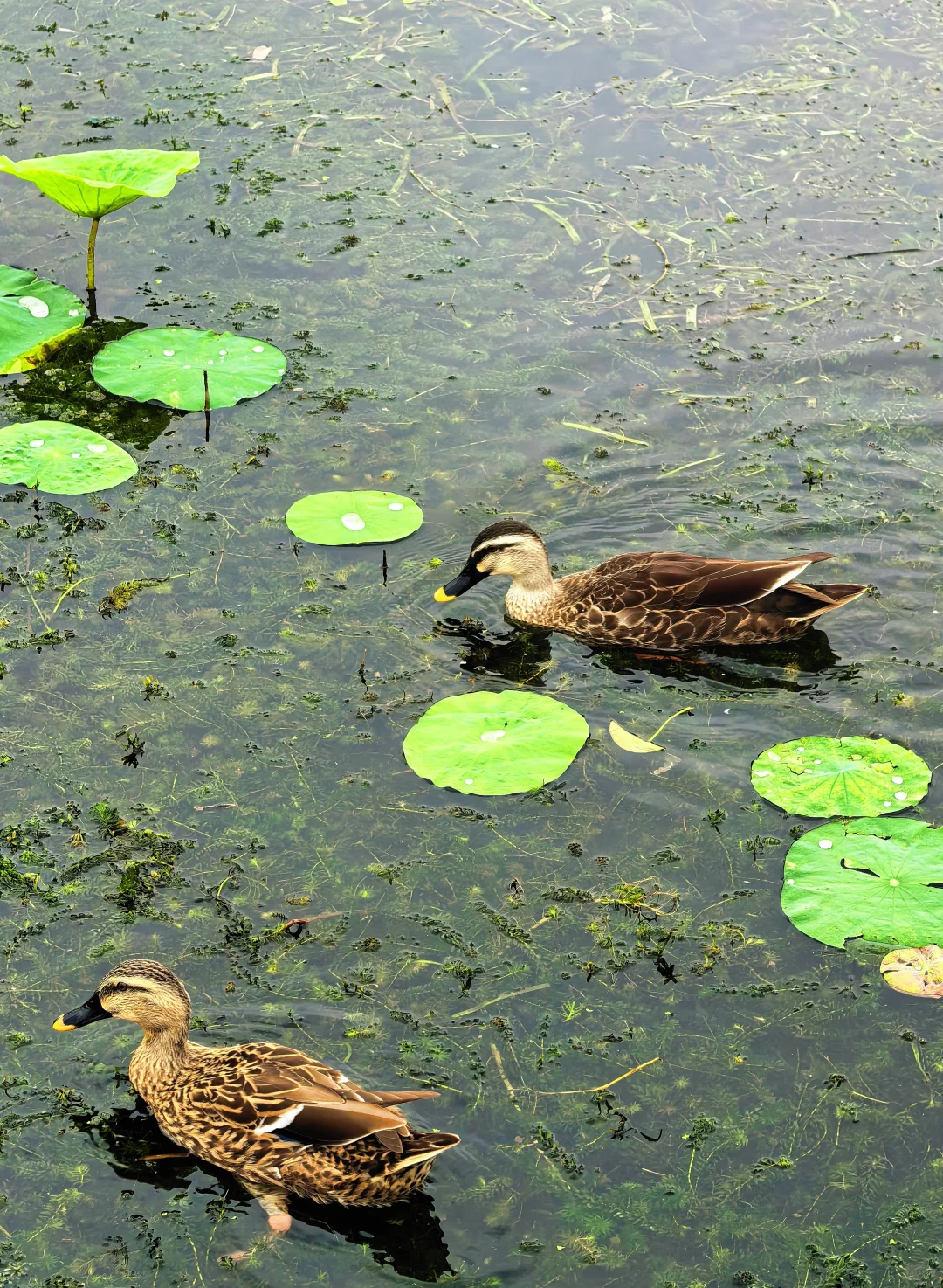 快来西湖看秋天的最后一池荷花～